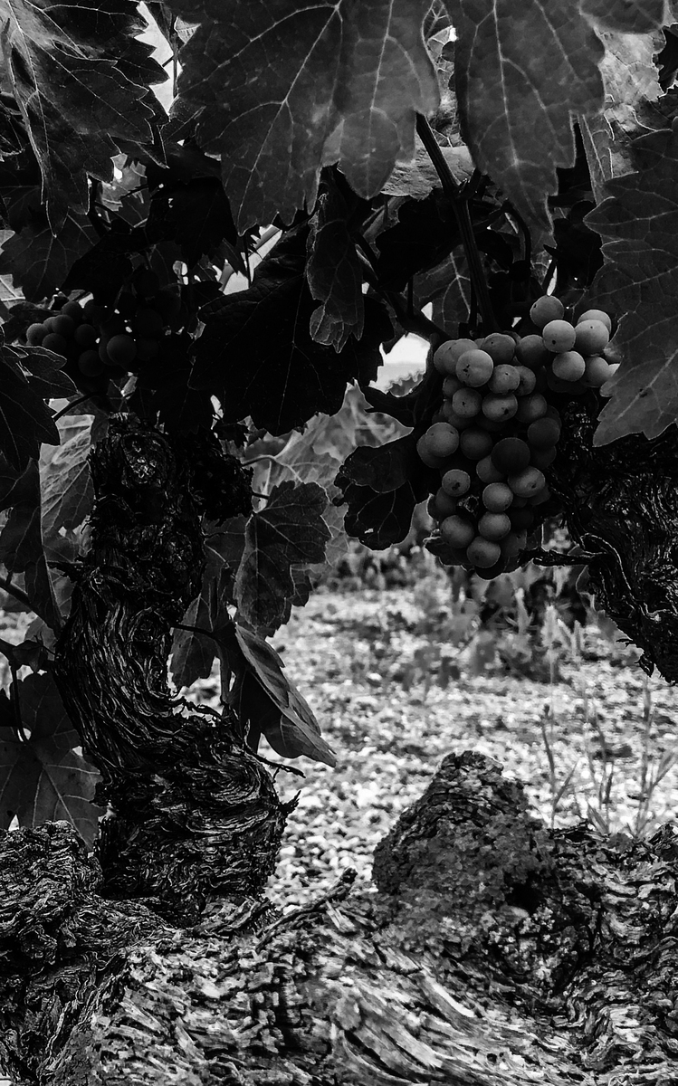 Tradición Familiar Tradición Familiar